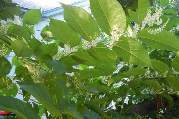 Polygonum cuspidatum.jpg